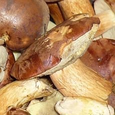 Vdomostn test - Jarn houby