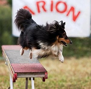 Krmiva Arion Krmiva Arion