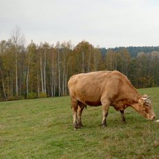 Co naše babičky uměly... Co naše babičky uměly...