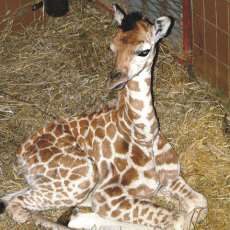 http://www.chytrazena.cz/obrazky/admin/clanek/ml/mlade-zirafa-lezi-na-slame.jpg