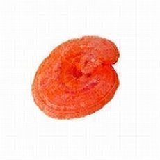 houba reishi houba reishi