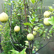 pěstování citrusů