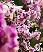 výstava orchidejí výstava orchidejí