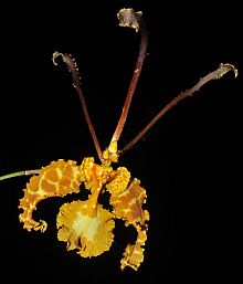 Botanická zahrada Botanická zahrada