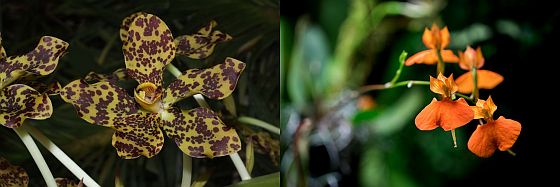 vstava orchidej