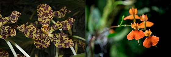 výstava orchidejí výstava orchidejí