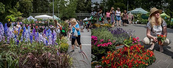 Letn Flora Olomouc 2020