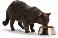 superpr�miov� krmiva Hill�s