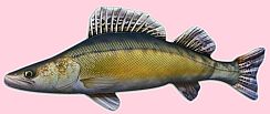 Obchod pro rybáře Obchod pro rybáře