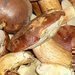 Smaenice z hub - nejoblbenj recepty