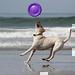 Dogfrisbee - efektivn ps sport