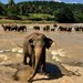 Na slony, do dungle iLegolandu  Nebojte se exotick dovolen sdtmi