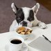 Jak nauit psa, aby pestal ebrat o jdlo?