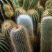 Jak sprvn pesazovat kaktusy a sukulenty