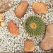 Kameny na zahradu k mrazuvzdornm kaktusm