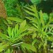 Akvarijn rostliny pro zatenky