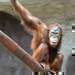Zoo Praha - Chovatelka zachrnila orangutana
