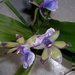 Pstovni orchidej III.   Dendrobium