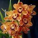 Orchideje - Cymbidium