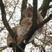 Zoo Olomouc: Rys na strom