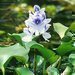 Doplky do bytu z vodnho hyacintu