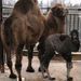 V ZOO Liberec se narodila samice velblouda dvouhrbho