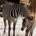 V ZOO Liberec se narodily dv zebry