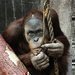 Orangutani Pagy a Filip se chystaj do Bratislavy