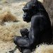 Prask zoo uke goril mld