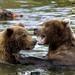 ZOO Praha zve na pednku V krlovstv medvd grizzly