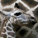 Kest irafho mldte obohat Setkn sponzor Zoo Praha