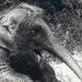 25. vro pobytu slonice Kaly v steck zoo