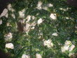 fotka Gnocchi s gorgonzolou a listovm pentem