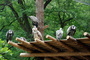 ZOO Zln: Nov prchoz voliry pro supy a mangusty