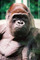 ZOO Zlín - Gorila Judita oslaví 45. narozeniny