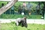 ZOO Zlín - Gorila Judita oslaví 45. narozeniny