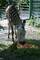 Zebra Blanka z steck zoo oslavila kulatiny
