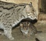 Kočka rybářská v olomoucké ZOO