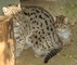 Kočka rybářská v olomoucké ZOO
