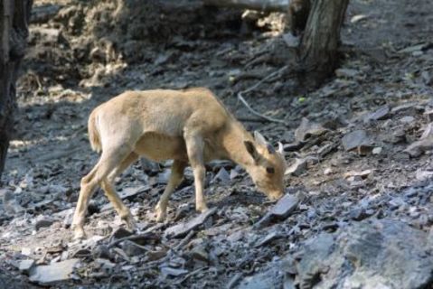 FOTKA - Mlata narozen bhem Vnoc  paovce, vydra, mangusty a elva