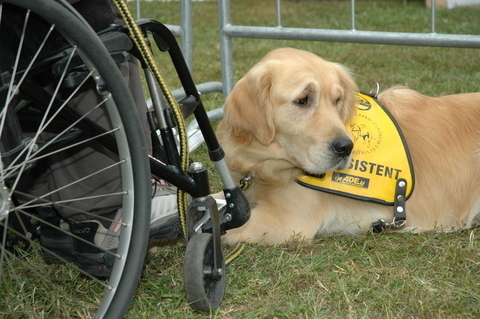 FOTKA - Zlat retriever Bra  dvojnsobn zachrnkyn lidskho ivota