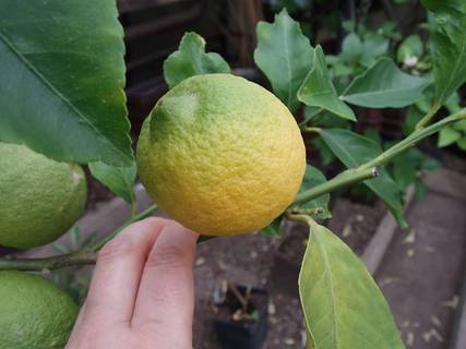 FOTKA - Jak pstuji citrusy