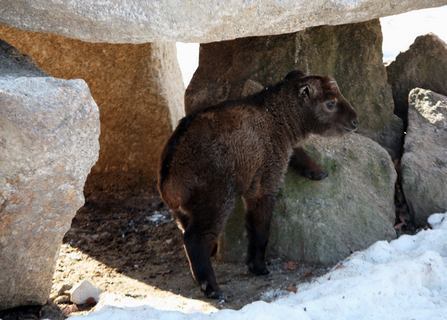 FOTKA - ZOO LIBEREC: Lyaky poktily malou takinku  Dorotku