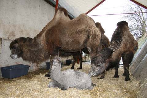 FOTKA - Dvouhrb prstek v ZOO st nad Labem