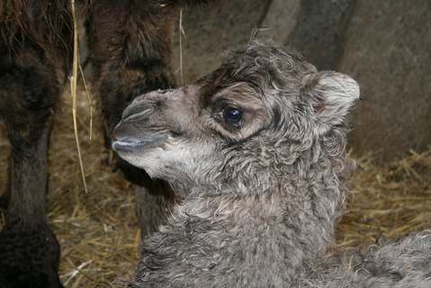 FOTKA - Dvouhrb prstek v ZOO st nad Labem