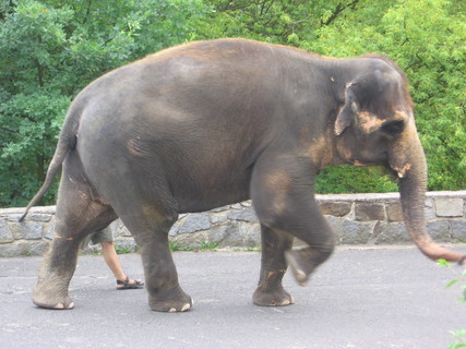 FOTKA - Zoologick zahrada