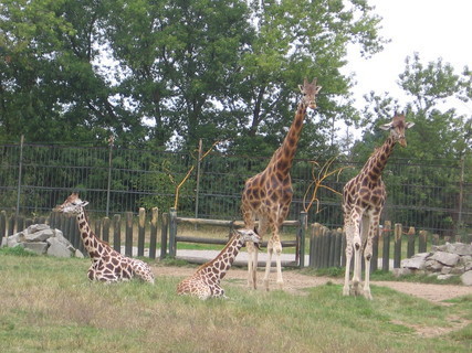 FOTKA - Zoologick zahrada