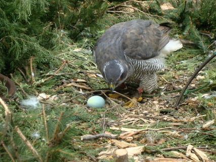 FOTKA - ZOO Svat Kopeek u Olomouce