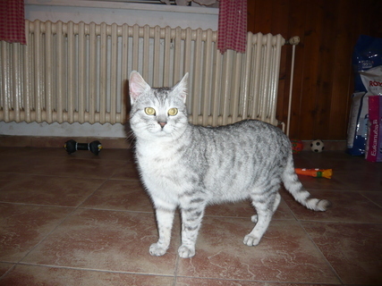 FOTKA - Kocourek Macek