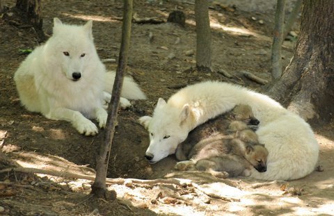 FOTKA - Spolen vbh medvda a vlka v ZOO Olomouc